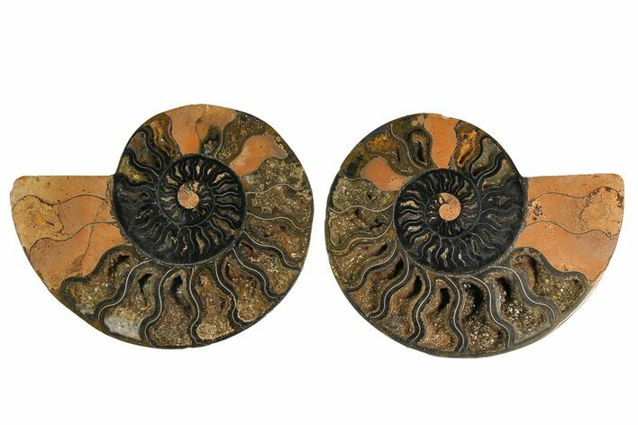 Cut/Polished Ammonite Fossil - Unusual Black Color #169570